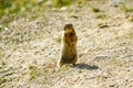 Arctic Ground Squirrel - Alaska