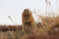 Arctic Ground Squirrel (Urocitellus parryii), Alaska,USA Royalty Free Stock Photo