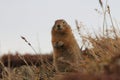 Arctic Ground Squirrel (Urocitellus parryii), Alaska,USA Royalty Free Stock Photo
