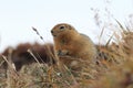 Arctic Ground Squirrel (Urocitellus parryii), Alaska,USA Royalty Free Stock Photo