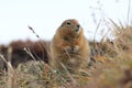 Arctic Ground Squirrel (Urocitellus parryii), Alaska,USA Royalty Free Stock Photo