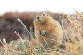 Arctic Ground Squirrel (Urocitellus parryii), Alaska,USA