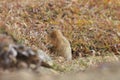 Arctic Ground Squirrel (Urocitellus parryii), Alaska,USA Royalty Free Stock Photo