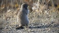 Arctic ground squirrel in Alaska Royalty Free Stock Photo