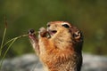 Arctic ground squirrel