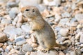 Arctic Ground Squirrel