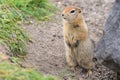 Arctic ground squirrel, carefully looking so as not to fall into jaws of predatory beasts. Cute wild animal of genus