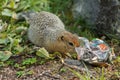 Arctic ground squirrel climbs in package with seeds. Kamchatka. Royalty Free Stock Photo