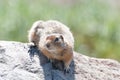 Arctic ground squirrel Royalty Free Stock Photo