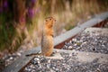 Arctic ground squirrel