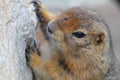 Arctic Ground Squirrel on Donnelly Dome Royalty Free Stock Photo