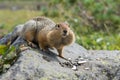 Arctic ground squirrel eating seeds on rock. Kamchatka. Royalty Free Stock Photo