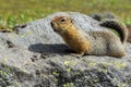 Arctic ground squirrel eating seeds on rock. Kamchatka. Royalty Free Stock Photo