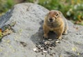 Arctic ground squirrel eating seeds on rock. Kamchatka. Royalty Free Stock Photo