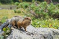 Arctic ground squirrel eating seeds on rock. Kamchatka. Royalty Free Stock Photo