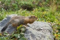 Arctic ground squirrel eating seeds on rock. Kamchatka. Royalty Free Stock Photo