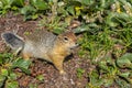 Arctic ground squirrel at foot of volcano on Kamchatka. Royalty Free Stock Photo