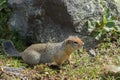 Arctic ground squirrel at foot of volcano on Kamchatka. Royalty Free Stock Photo