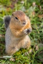 Arctic ground squirrel at foot of volcano on Kamchatka. Royalty Free Stock Photo