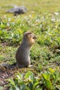 Arctic ground squirrel at foot of volcano on Kamchatka. Royalty Free Stock Photo