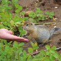 Arctic ground squirrel Urocitellus parryii touches personÃ¢â¬â¢s hand with its paws.