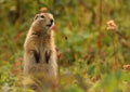 Arctic Ground Squirrel in Hatcher Pass Royalty Free Stock Photo