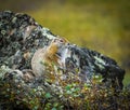 Arctic ground squirrel