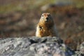 Arctic Ground Squirrels (Spermophilus parryii) hiding behind a rock