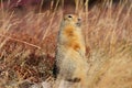 Arctic Ground Squirrel or Sik Sik Royalty Free Stock Photo