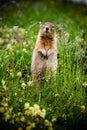 Arctic Ground squirrel