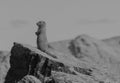 An Arctic Ground Squirrel On Top Of Mount Healy, Alaska In Black And White Royalty Free Stock Photo