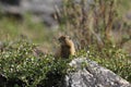 Arctic Ground Squirrel (Urocitellus parryii) Royalty Free Stock Photo