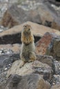 Arctic Ground Squirrel (Urocitellus parryii)