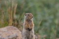 Arctic Ground Squirrel (Urocitellus parryii)