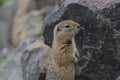 Arctic Ground Squirrel (Urocitellus parryii)