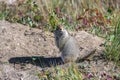 Arctic ground squirrel, rodent in Yukon
