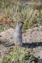 Arctic ground squirrel, rodent in Yukon