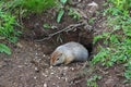 Arctic ground squirrel Urocitellus parryii by his mink