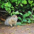 Arctic ground squirrel Urocitellus parryii sits under a bush