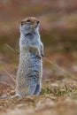 Arctic Ground Squirrel Royalty Free Stock Photo