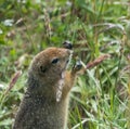 Alaskan ground squirrel nibbling on grass