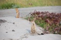 Arctic ground squirrels at roadside