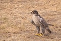 Arctic Gyrfalcon Royalty Free Stock Photo