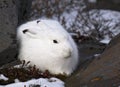 Arctic Hare Royalty Free Stock Photo