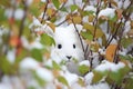 arctic hare hiding among shrubs