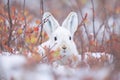 arctic hare hiding among shrubs