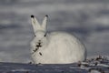 Arctic Hare Lepus arcticus chewing on willow near Arviat, Nunavut