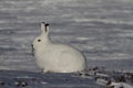 Arctic Hare Lepus arcticus chewing on willow while staring into the distance, near Arviat, Nunavut