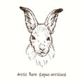 Arctic hare Lepus arcticus face portrait front view. Ink black and white drawing in woodcut style