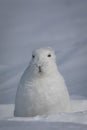 Arctic Hare found in the snow covered tundra, staring off into the distance with ears pointed down, near Arviat, Royalty Free Stock Photo